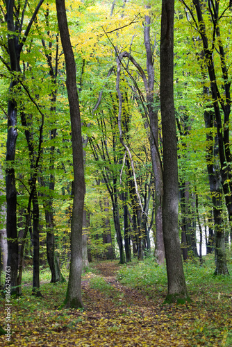 Bild auf Leinwand A cozy forest path winds through a dense array of tall trees with vibrant green and yellow foliage