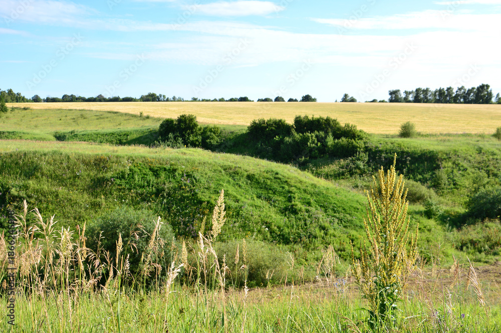 Fototapeta premium Sunny Summer Day in the Rolling Green Hills and Golden Fields copy space