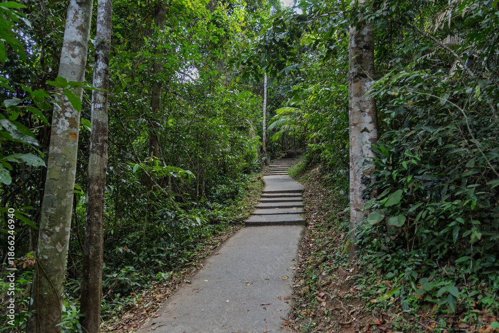 Fototapeta premium concrete jungle path with ascending steps surrounded by dense tropical vegetation in khao yai