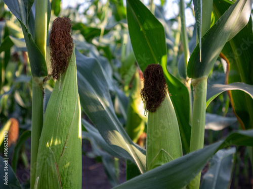 Corn is growing tall in a field under clear sky