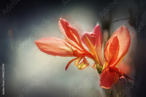 Canna flower blooming processed with texture                             