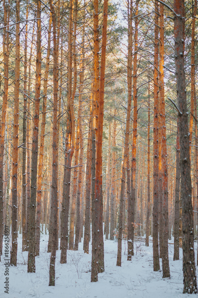 Fototapeta premium Snowy winter cold forest. Sun rays break through tree branches