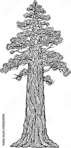 Vintage Giant Sequoia Tree Engraving Botanical Line Art