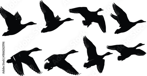 Black duck silhouette vector set, flying waterfowl bird collection, wild mallard and goose in flight icons, hunting and nature design elements for outdoors.