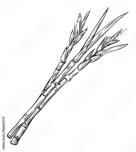 Graphic black and white illustration of natural cane stems with emerging foliage perfect for organic farm and plant designs requiring a rustic touch.