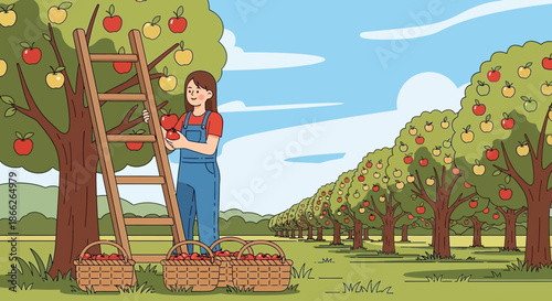 Woman Harvesting Apples in Orchard with Ladder and Baskets.