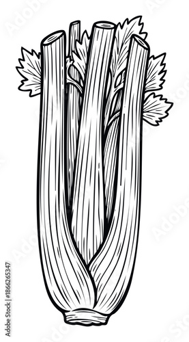 Fresh healthy celery vegetable bundle ideal for promoting natural food, cooking ingredients, and organic produce for grocery advertisements and healthy lifestyle campaigns