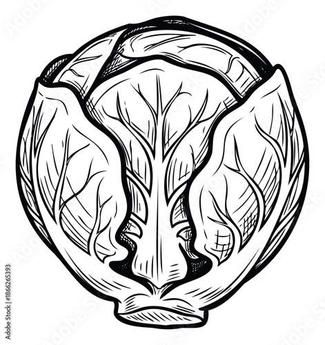 Simple line drawing of a fresh green cabbage vegetable highlighting its organic form perfect for healthy eating blogs recipe books or grocery store promotions