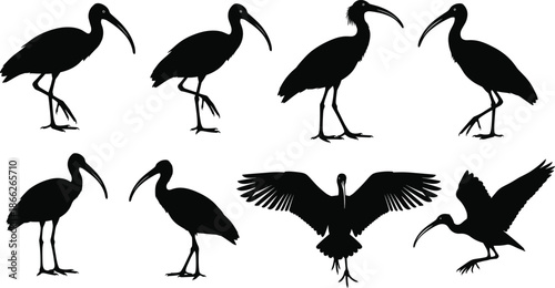 Black ibis bird silhouette collection featuring various species in standing and flight poses with long curved beaks for nature and wildlife design.