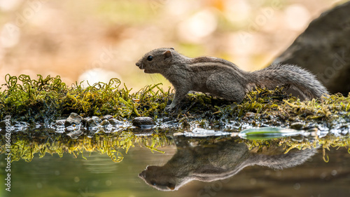 Photography Indian Palm Squirrel