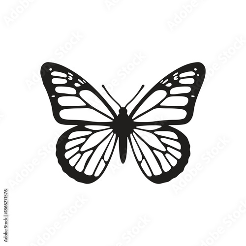 butterfly vector illustration
