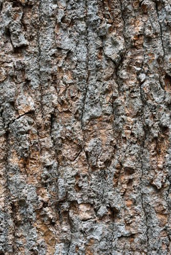 Close-up of Rugged Tree Bark Pattern - Detailed Aged Timber Texture for Nature Concepts
