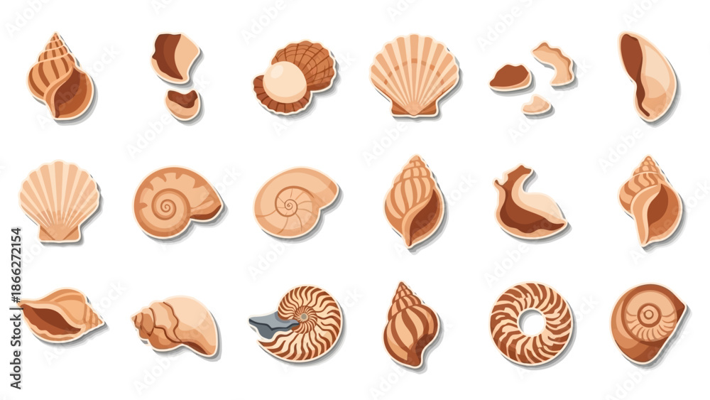 Fototapeta premium Variety of seashells on display.