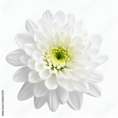 Isolated pristine white chrysanthemum blossom with pale green center on clean background