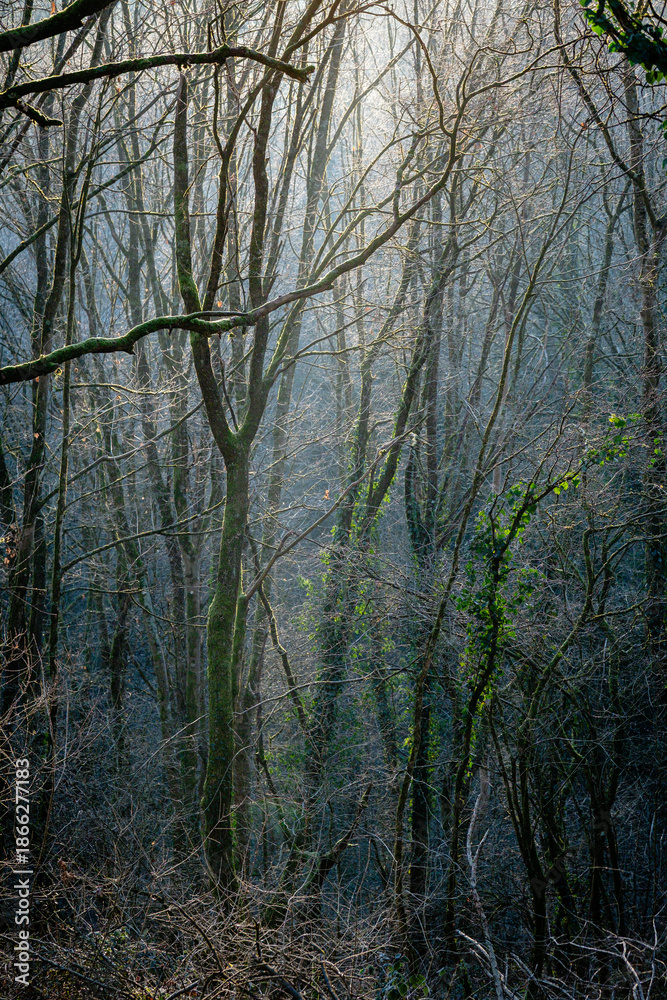 Obraz premium Les arbres