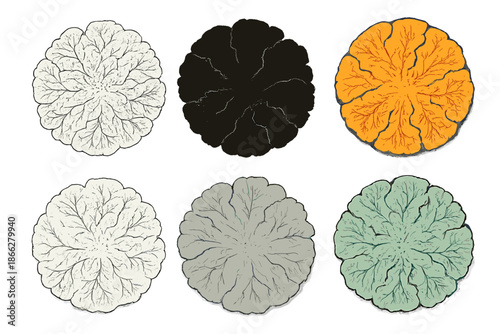 Lichen Patterns on Rock. Circular pattern of lichen colonies spreading across rock surface, fine branching textures and organic