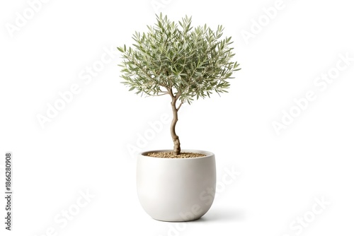 Potted Olive Tree in White Ceramic Pot Isolated on White Background