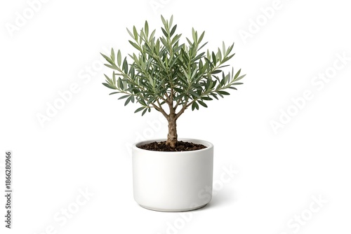 Minimal Olive Tree in White Ceramic Pot Isolated on White Background