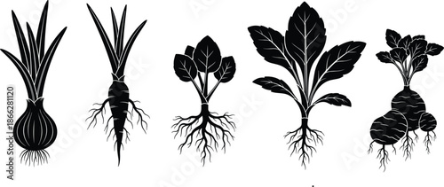 Root vegetables silhouettes collection showing onion, carrot, beet and leafy plants, organic farming and healthy food concept, botanical black vector illustration
