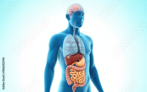 Detailed anatomical illustration of human internal organs from a frontal viewpoint.