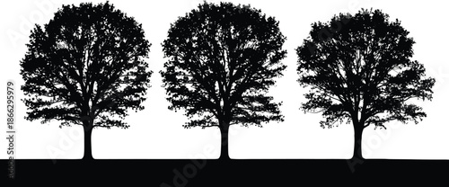 Black silhouette of three oak trees on a flat horizon line, nature landscape vector illustration, environment concept design elements, isolated background,