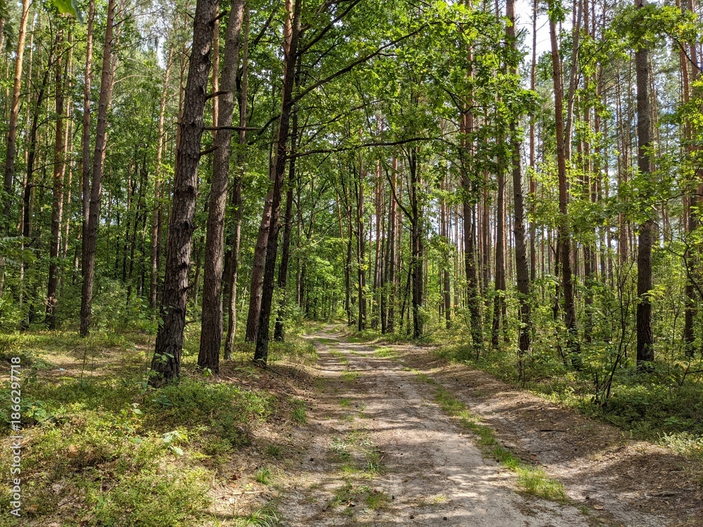 Fototapeta premium forest path in the green pine forest.