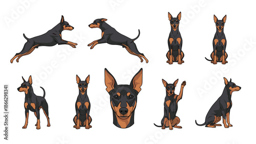 Detailed set of Miniature Pinscher dog illustrations showing multiple poses including jumping sitting and frontal facial portraits.