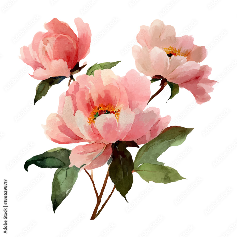 Obraz premium Pink peony blossoms blooming in watercolor style, creating a delicate botanical illustration, perfect for spring and summer floral designs, with a transparent background