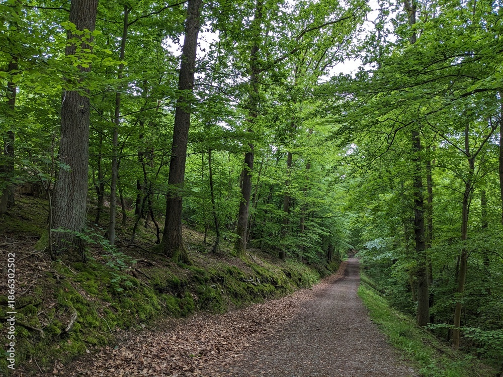 Fototapeta premium road in the forest