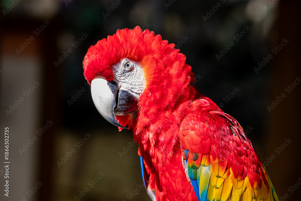Fototapeta premium Honduras, Copán, Copán Ruinas, Scarlet Macaw (Ara macao)