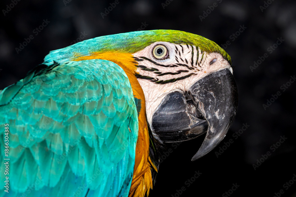 Obraz premium Guatemala, Antigua Guatemala, Blue-and-yellow Macaw (Ara ararauna)