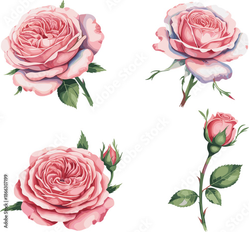 Set of pink rose flower illustrations with buds and green leaves in watercolor style for wedding and romantic design
