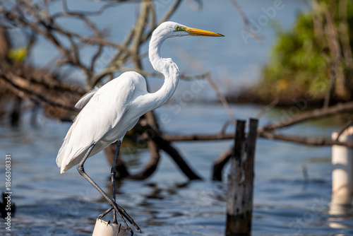 Obraz na plátně Guatemala, Rio Dulce, Great Egret (Ardea alba)