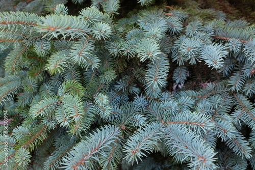 Photography HAKODATE, JAPAN – JULY 24, 2025: A close-up of the silvery-blue needles of a coniferous tree, likely a blue spruce, captured in a park in Hakodate, Hokkaido