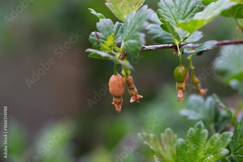 Fotografie Brown rotten and frostbitten gooseberry berries on a bush branch in spring, clos