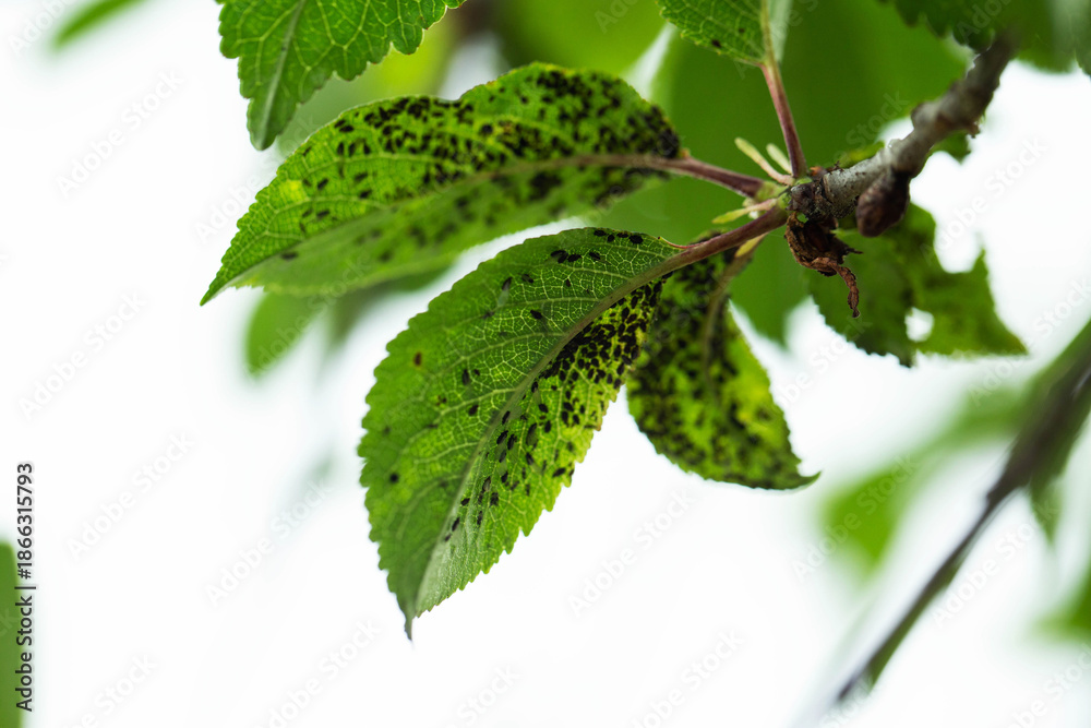 Fototapeta premium Close up view of green plant leaves heavily infested with black aphids, showing signs of pest damage and plant disease problem on foliage