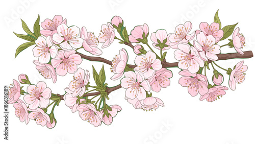 Wallpaper Mural Blooming Pink Cherry Blossom Branch Vector Illustration, Springtime Floral Design, Isolated on transparent background, Delicate Japanese Flowers for Greetings, Wedding, Art Torontodigital.ca