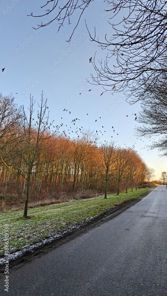 Fototapeta premium Winter sunset over frozen corn fields on a scenic farm