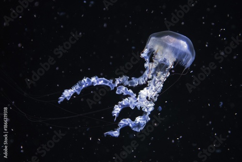 Jellyfish, compass jellyfish (Chrysaora hysoscella), Ozeaneum, Hanseatic City of Stralsund, Mecklenburg-Western Pomerania, Germany