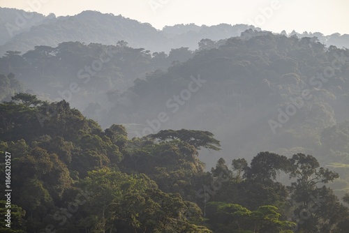 Rainforest, jungle, Bwindi Impenetrable Forest National Park, Uganda