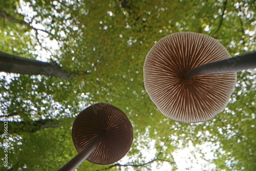 Long-stemmed garlic dwindler (Marasmius alliaceus), from below, lamellae, Hesse, Germany