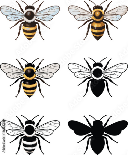 Detailed honeybee illustration set in various styles with color and line art bee insect design for educational materials scientific study nature posters biological diagrams beekeeping resources wildli