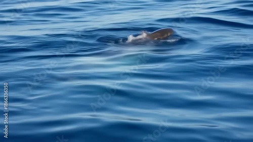 A cetacean breaks the surface of blue ocean waves, showing body partially submerged