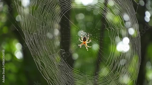 A spider sits centered in its web, illuminated by light with green blurred foliage in background