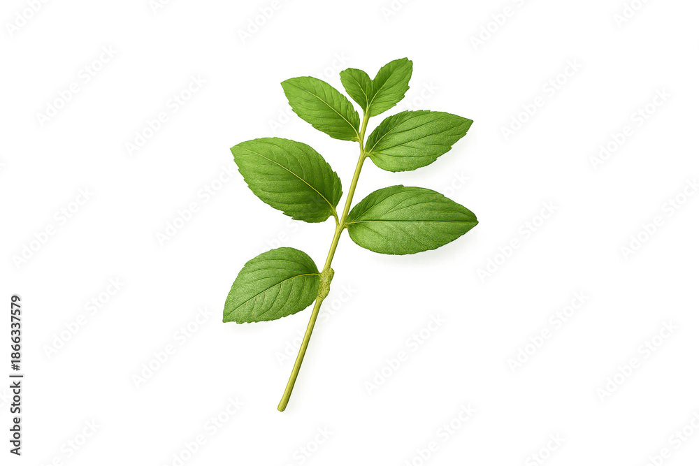 Obraz premium Fresh green plant stem with growing leaves for herbal medicine and organic food on transparent background