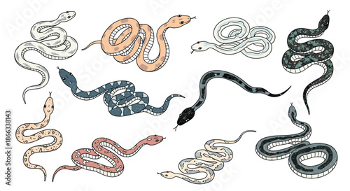 Collection of diverse snakes with various colors and scale patterns illustrated in a hand drawn cartoon style on white.