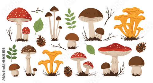 Various types of forest mushrooms like fly agaric and chanterelles with pine cones and autumn leaves on a white background.
