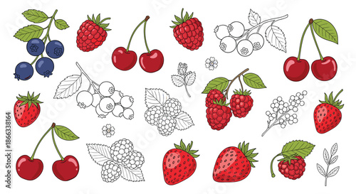 Collection of colorful berry illustrations and detailed line art sketches including strawberries, raspberries, and blueberries.