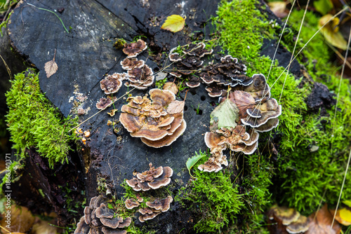Baumpilze an einem vermoderten Baumstamm