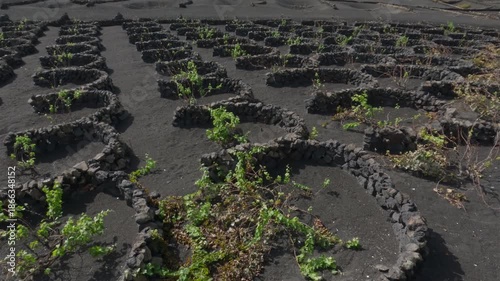 Vineyards on volcanic soil in La Geria area, Lanzarote, Canary Islands, Spain